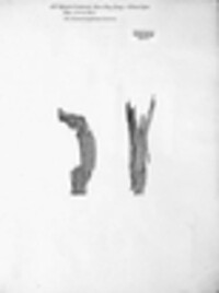 Venturia lonicerae image